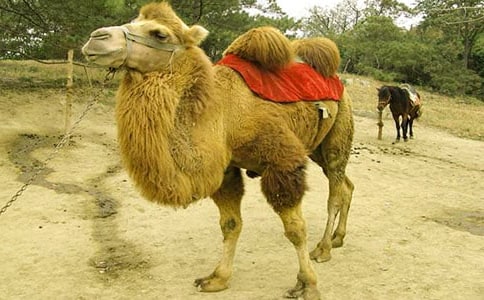 《找骆驼》课后同步练习题精彩