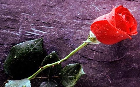 ���µ�õ������ɢ�ģ���ѡ13ƪ��